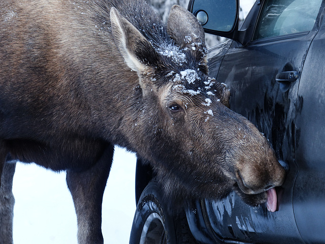 No equipment needed - just a tongue