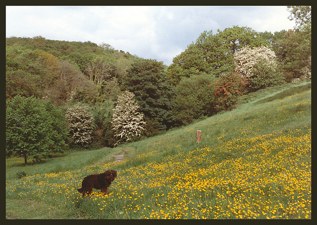 dog in buttercups