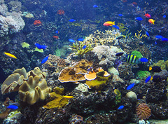 Korallenfischbecken