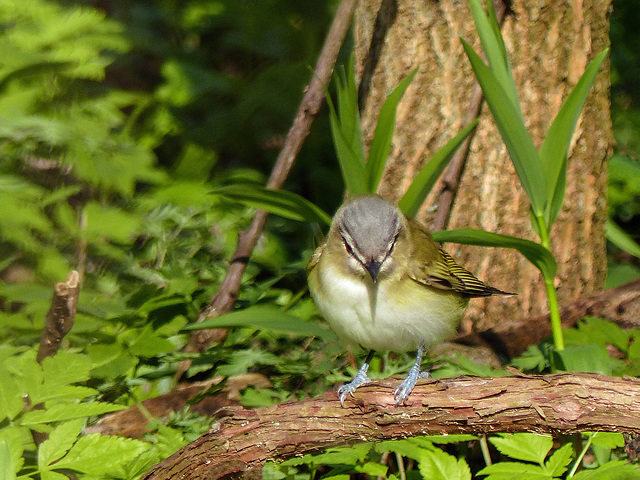 Red-eyed Vireo, Pt Pelee, Ontario