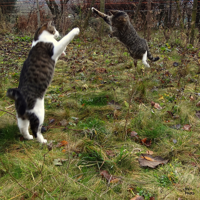 Nos Chats... tendres souvenirs