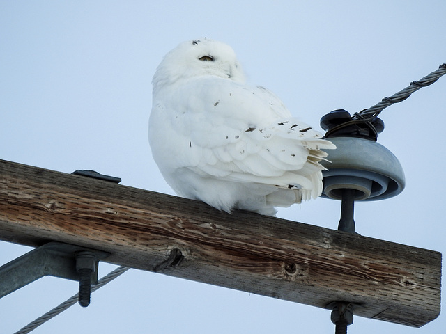 Snowy Owl backward glance