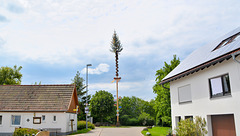 Maibaum