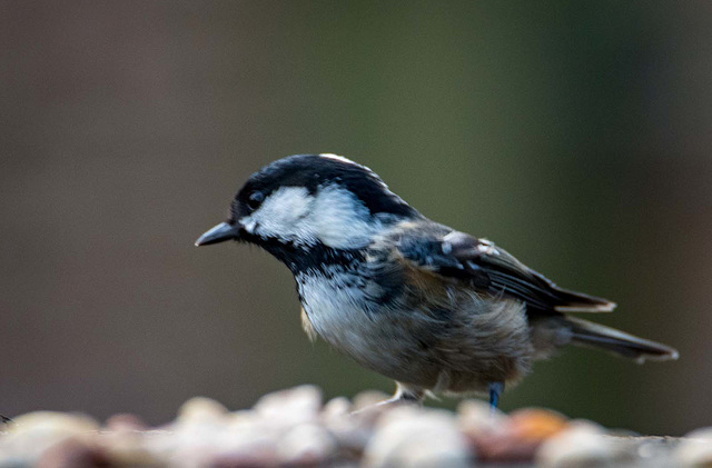 Coal tit2