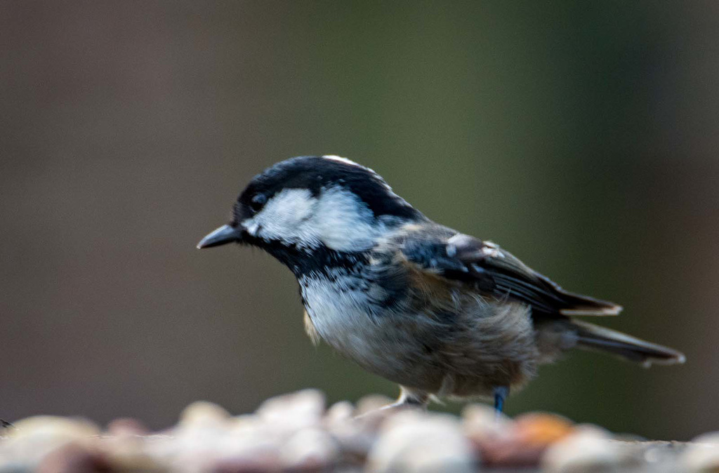 Coal tit2