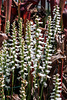 Spiranthes odorata (Fragrant Ladies'-tresses orchid) 'Chadds Ford'