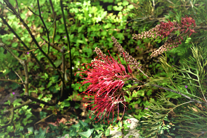 Gloriosa superba