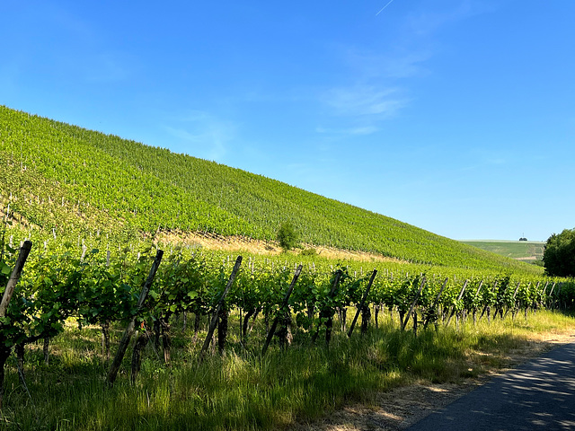 Weinberge bei Bachem