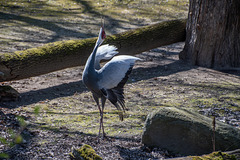 Weißnackenkranich
