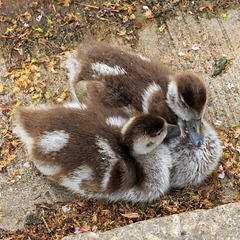 Baby Egyptian Geese