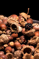 Blackberry and Acorns