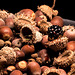 Blackberry and Acorns