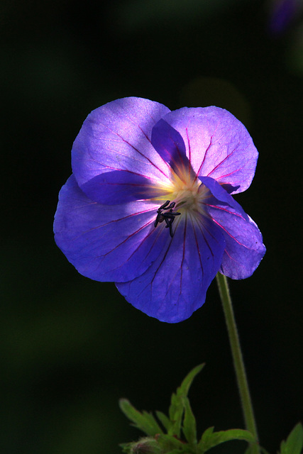 Flowers in our garden