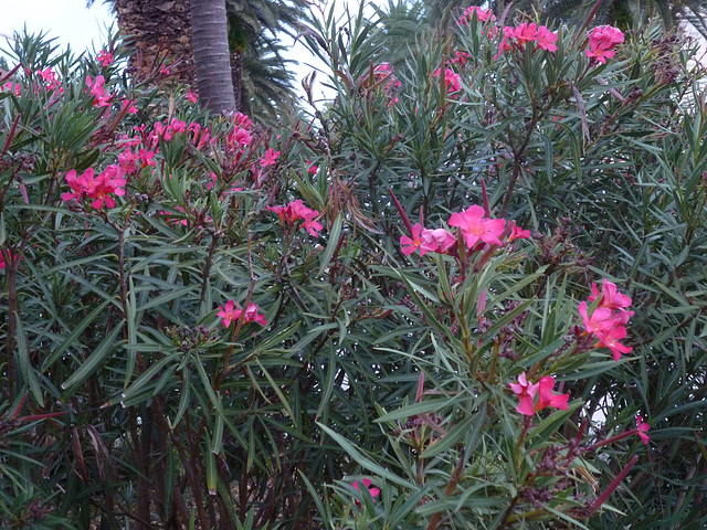 Flowers on the Riva