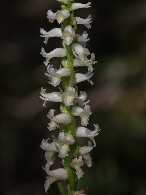 Spiranthes odorata (Fragrant Ladies'-tresses orchid)