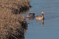 20150308 7254VRTw [D~PB] Graugänse (Anser anser), Steinhorster Becken, Delbrück