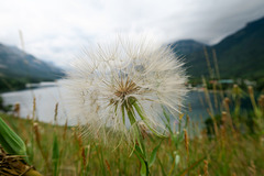 Waterton NP