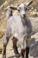 cabritilla curiosa