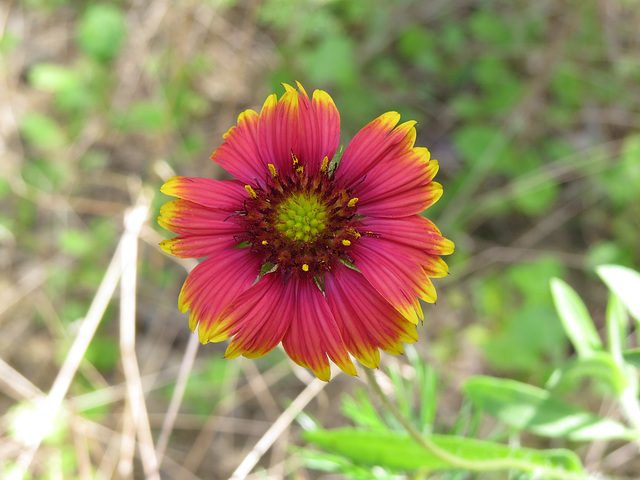 Gaillardia sp.