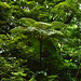 Azores, The Island of Pico, Giant Tree Fern