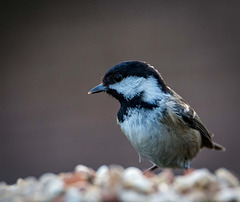 Coal tit3