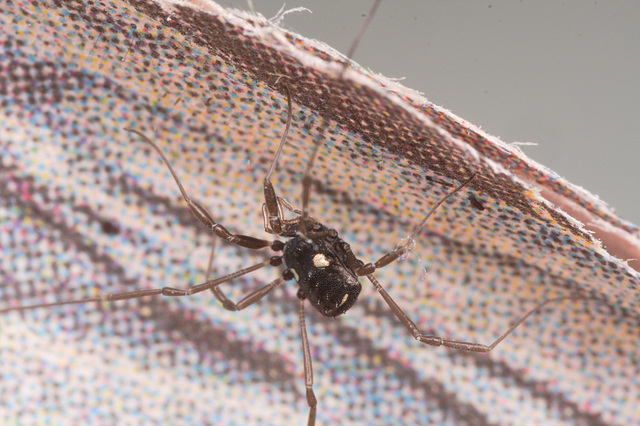 HarvestmanIMG 3272