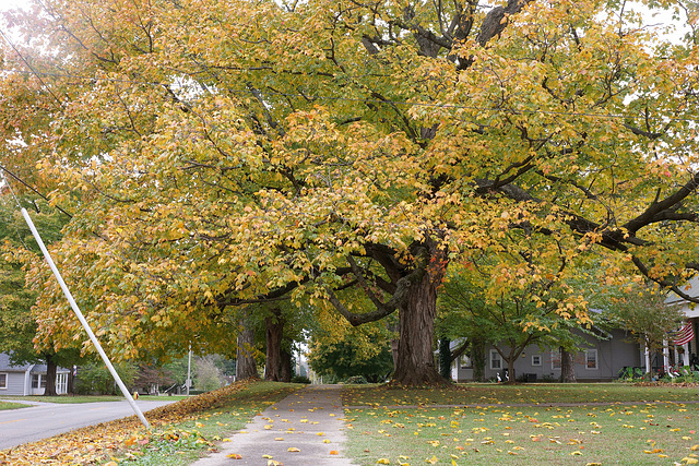 Fall Tree On Hallowe'en 2021