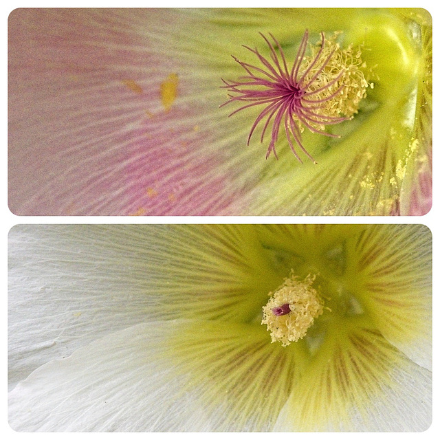 Hollyhocks