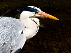Heron