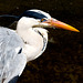 Heron