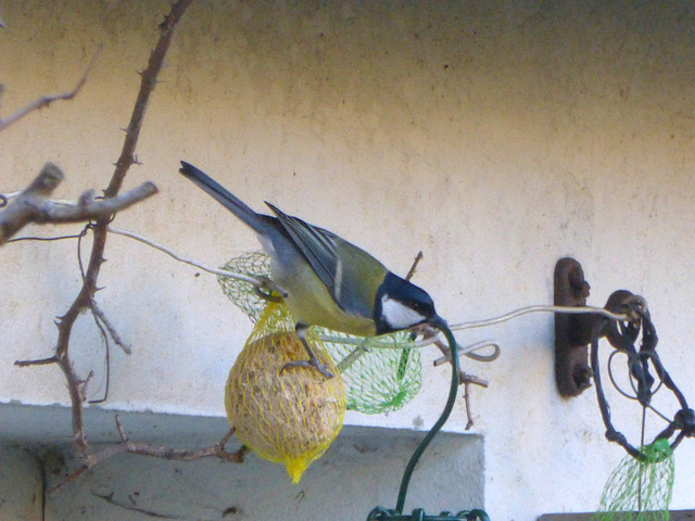 mésange charbonnière