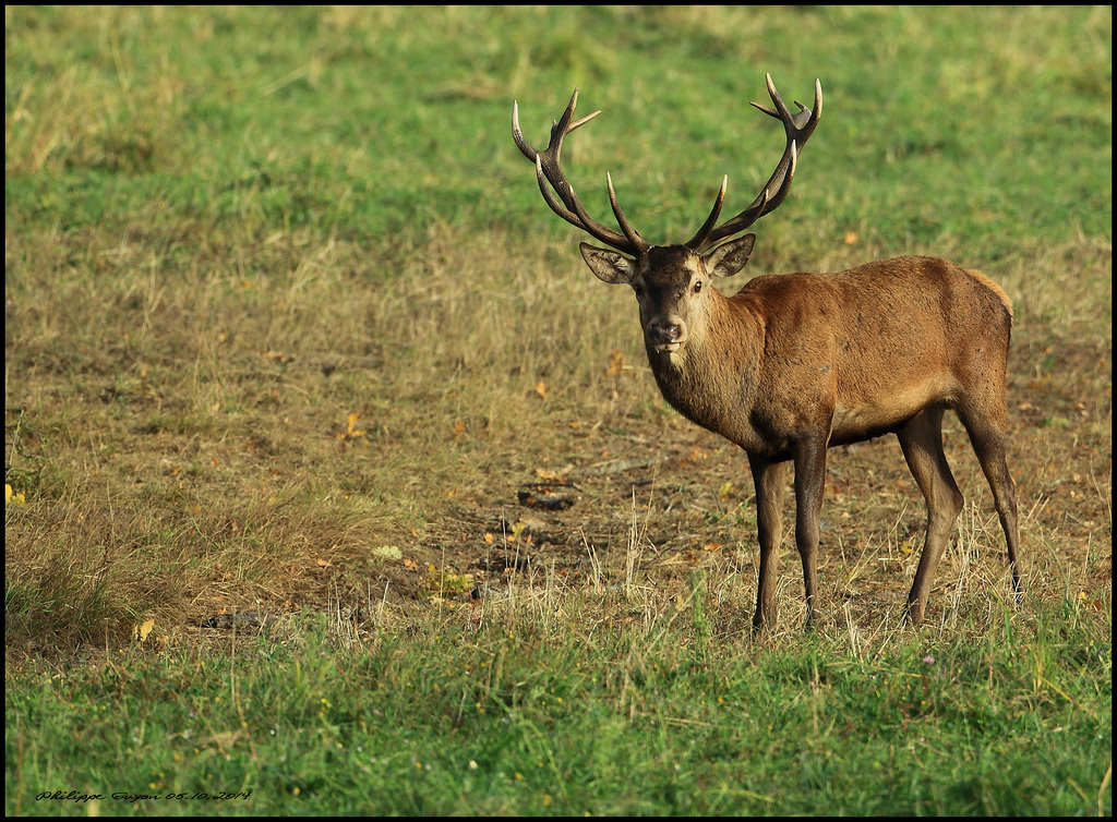 CERF A CHAMBORD