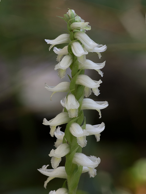 Spiranthes odorata (Fragrant Ladies'-tresses orchid)