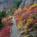 Autumn Trail