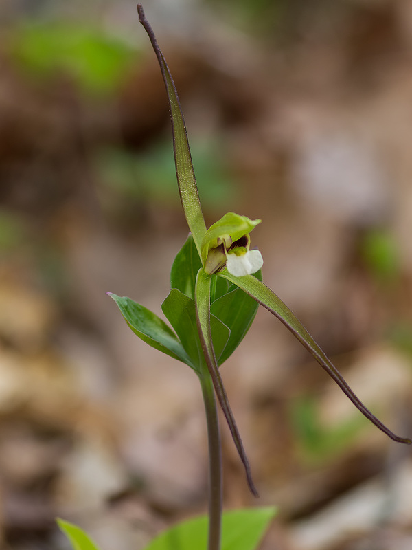 Isotria verticillata (Large Whorled Pogonia orchid)