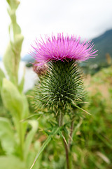 Waterton NP