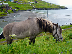 Leynar - un cavallo vikingo -