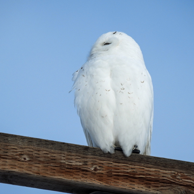 Snowy Owl #1 of three