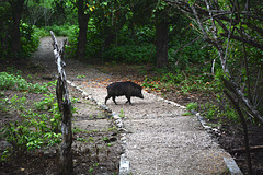 Indonesia, Wild Boar in the Forest on the Island of Komodo