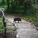 Indonesia, Wild Boar in the Forest on the Island of Komodo