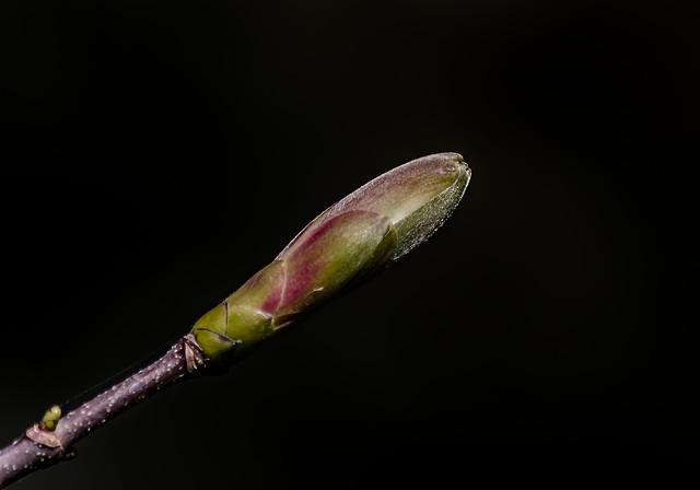 brote de primavera