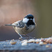 Coal tit4