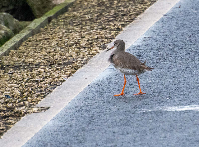 Red shank2