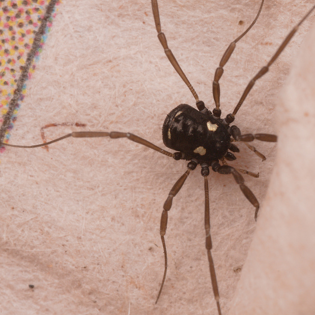 HarvestmanIMG 3274