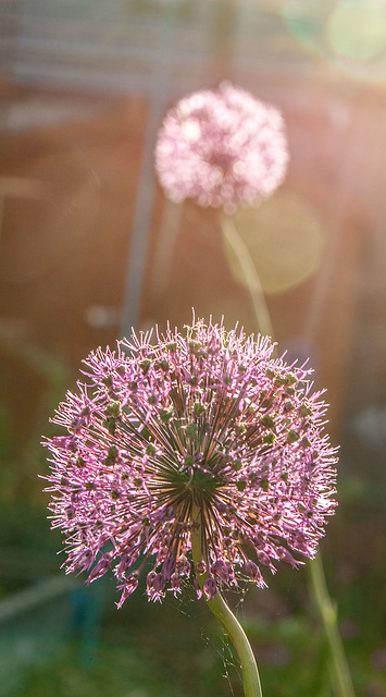 Allium in the morning sun