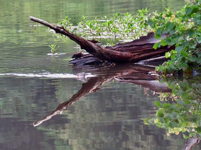 Beaver (Castor canadensis)