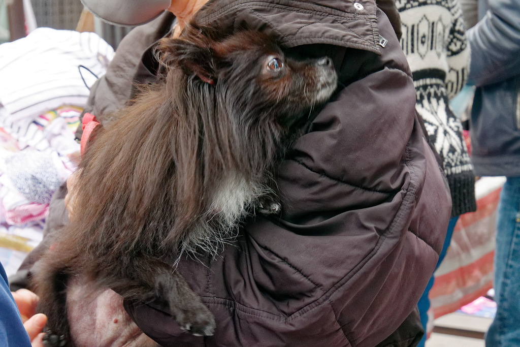 Le p'tit toutou à sa maman avait un peu froid