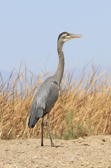 Great Blue Heron