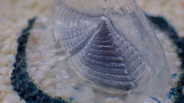 Segelqualle