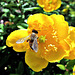 A Bee's Paradise.
